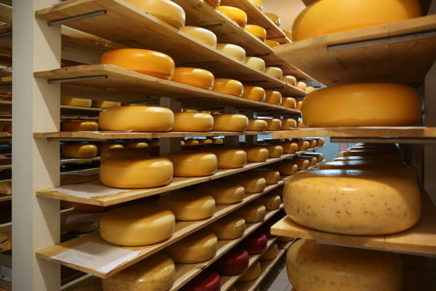 istock Fresh cheese heads on racks in factory warehouse 1356250625