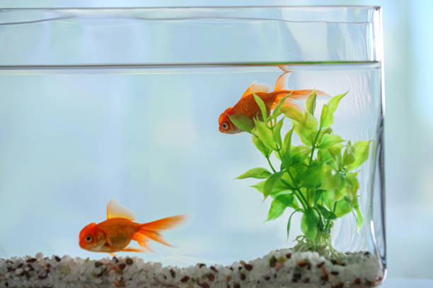 istock Beautiful bright goldfish in aquarium, closeup view 1356250772