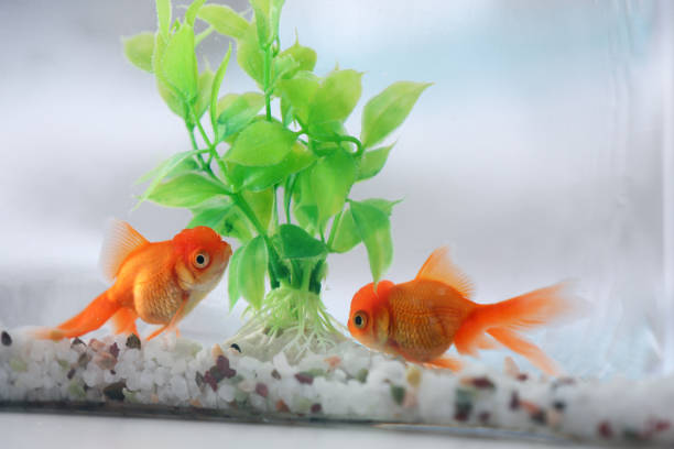 istock Beautiful bright goldfish in aquarium on table 1356250773