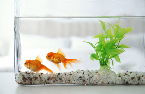 Beautiful bright goldfish in aquarium on table
