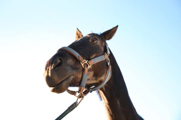 Horse with bridle outdoors on sunny day. Beautiful pet