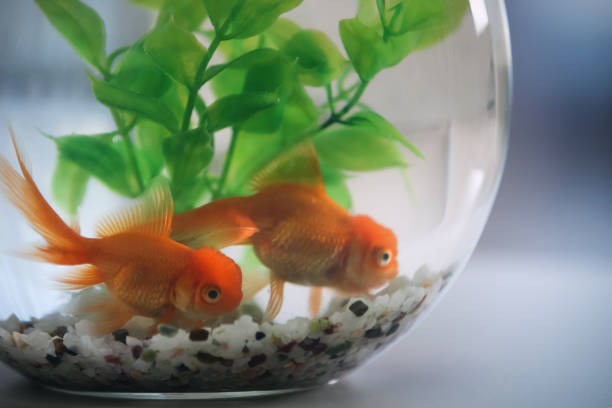 istock Beautiful bright goldfish in aquarium on table, closeup 1356250882