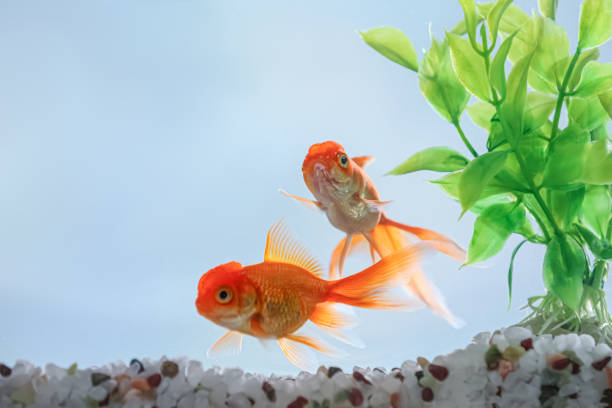 istock Beautiful bright goldfish in aquarium, closeup view 1356250966