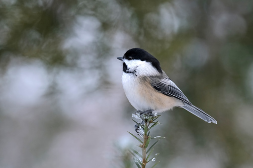 A chickadee perched on a branch.
