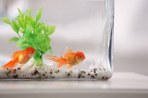 istock Beautiful bright goldfish in aquarium on table 1356251654