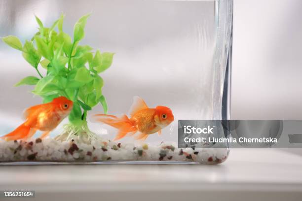 Beautiful Bright Goldfish In Aquarium On Table Stock Photo - Download Image Now - Aquarium, Small, Goldfish