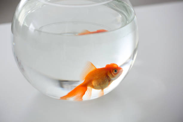 istock Beautiful bright goldfish in aquarium on table 1356251766