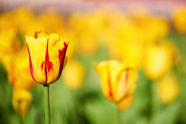 Yellow and red tulip in the middle of a field of other voluntarily blurred tulips. Beautiful spring flowery background.