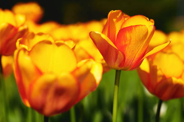 istock Beautiful yellow and red tulip. 1356253131