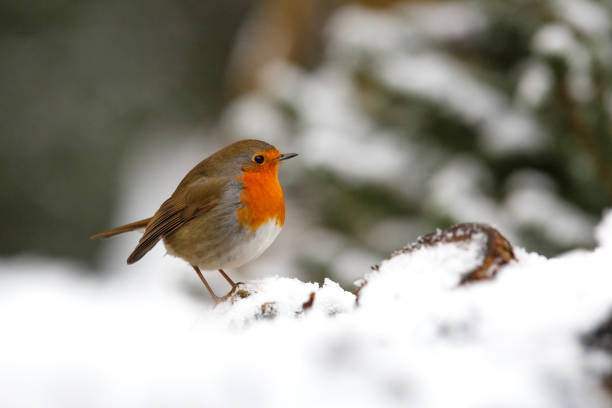 istock European Robin in the snow 1356254395