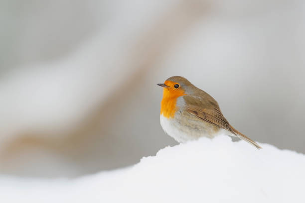 istock European Robin in the snow 1356254455