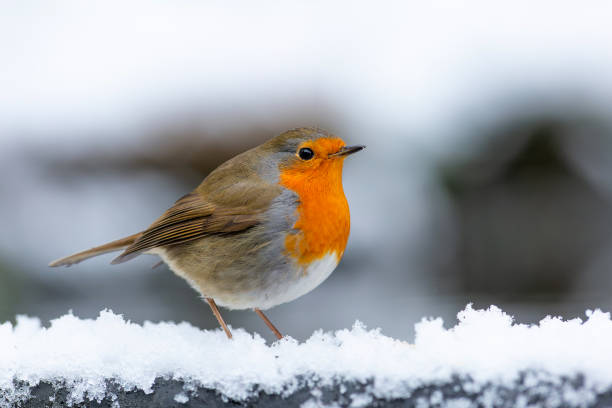 istock European Robin in the snow 1356254461