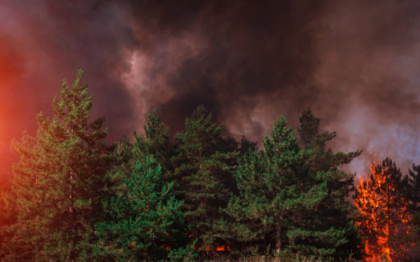 istock fire. wildfire at sunset, burning pine forest in the smoke and flames. 1356254832