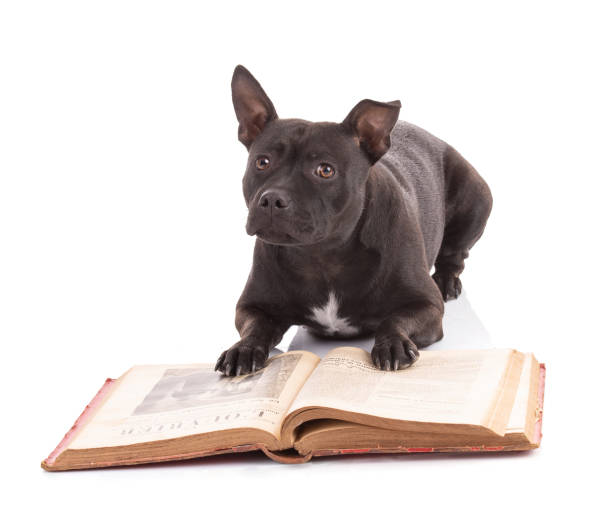 istock staffordshire terrier dog reading a book 1356255009