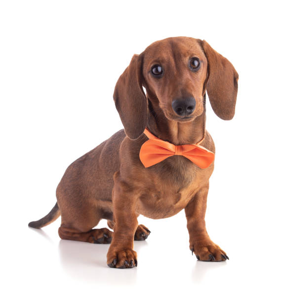 istock Dachshund, sausage dog, with an orange bow tie 1356255013