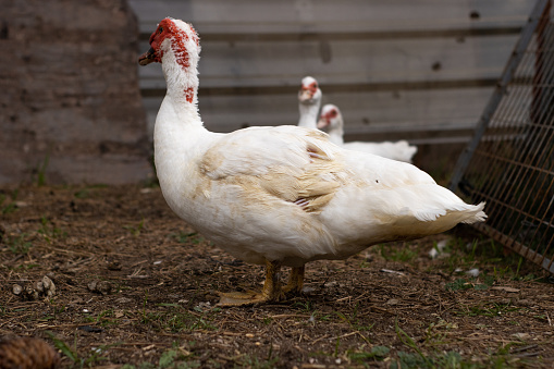 Closeup shot of white adult ducks inside a pen on a farm