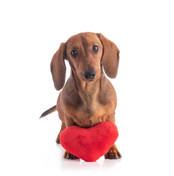 istock Dachshund, sausage dog, with a fabric heart 1356255582