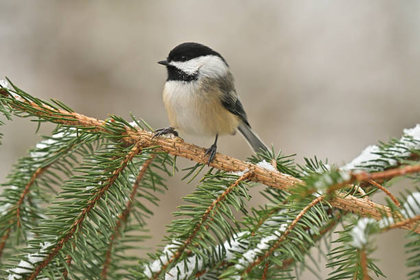 istock Black-capped chickadee on snowy evergreen branch 1356255765