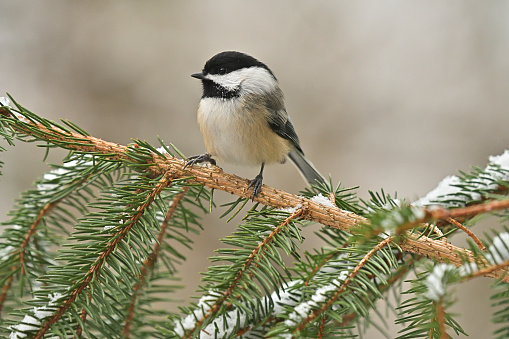 Black-capped chickadee, familiar visitor to bird feeders in the northern U.S. and Canada, on snowy evergreen branch. State bird of Maine and Massachusetts.