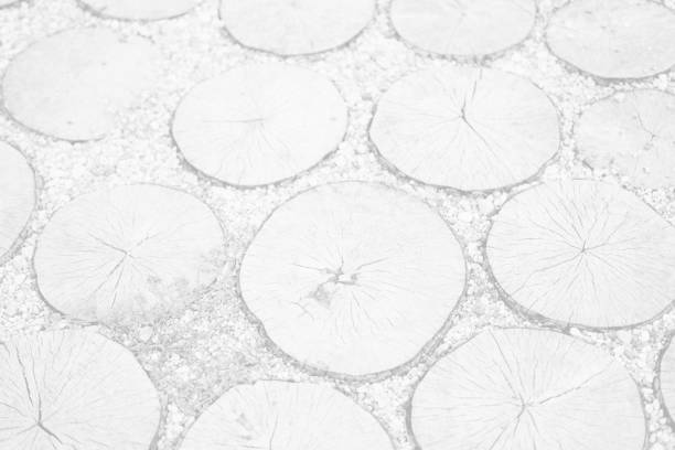 istock white background of fallen dry trees and logs 1356256778