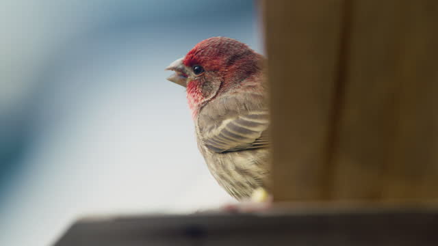 House Finch Eating A Seed, Partially Obscured By Bird Feeder
