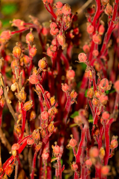 rote pinesap-früchte im bigelow hollow state park in union, connecticut. - bigelow stock-fotos und bilder