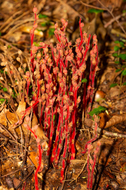 rote pinesap-früchte im bigelow hollow state park in union, connecticut. - bigelow stock-fotos und bilder