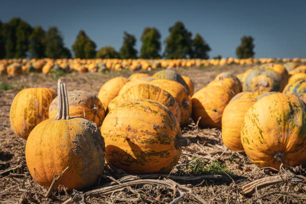 istock Harvested pumpkins on a field in autmun 1356260938