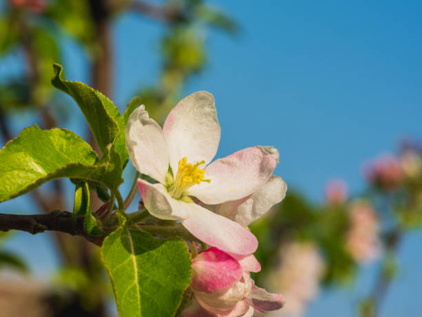 istock White and pink blossoms of apple tree 1356262945