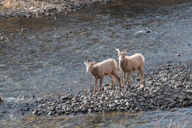 Young Big Horn sheep on rocky island in middle of South Platte river in Waterton Canyon near Denver, Colorado in western USA.