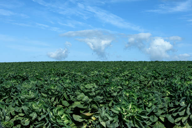 A field with trees and hills in the background. Sky. Grass. Outdoor. Field. Nature