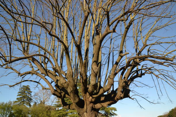 istock dry tree branches with blue sky in the background in Luca, Italy. 1356265102