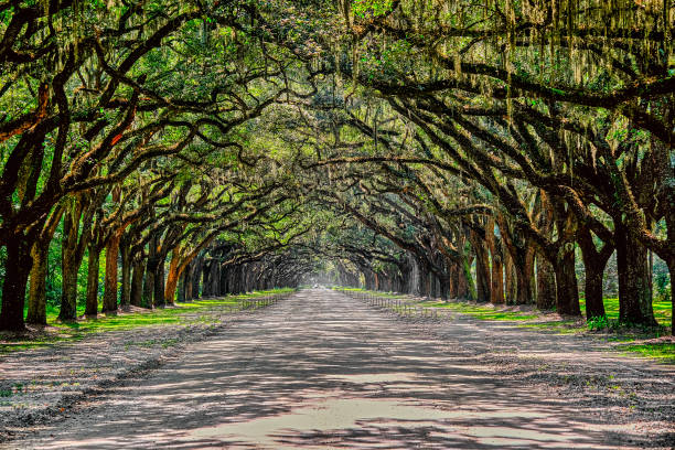 istock View Down Oak Tree Avenue in Wormsloe Plantation 1356265266