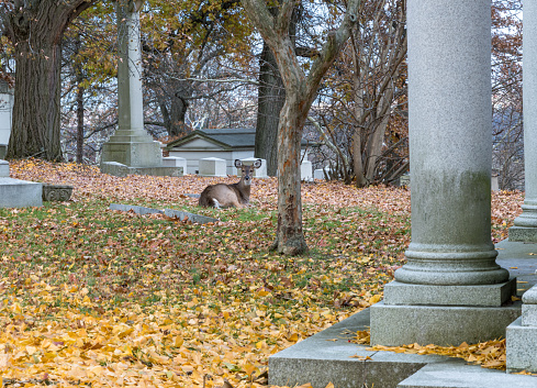 A whitetail doe deer laying in fallen leaves in fall in the Homewood Cemetery located in Pittsburgh, Pennsylvania, USA on a late fall day