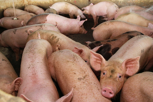 itabuna, bahia, brazil - june 15, 2012: pig breeding in a pigsty on a farm in the city of Itabuna, in southern Bahia.