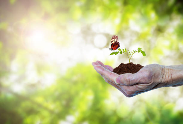 Earth Day or forest conservation concept with hand holding growing tree