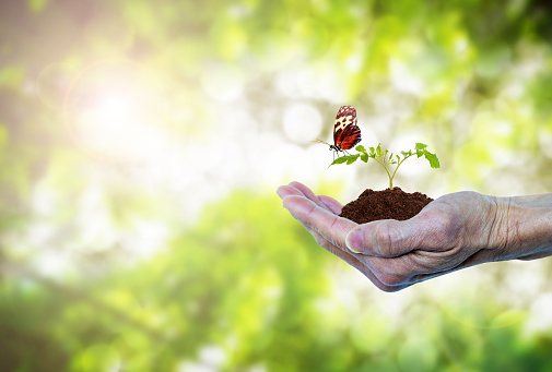 Earth Day or forest conservation concept showing hand of an elderly senior holding a growing tree sprout seedling with butterfly. Green environment nature field bokeh background with copy space.