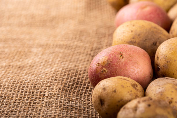 istock Raw whole washed organic potatoes 1356272333