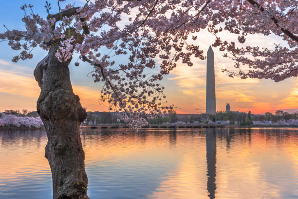 istock Washington DC, USA at the tidal basin with Washington Monument 1356275521