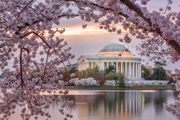 ジェファーソン記念館と潮汐盆地でのワシントンdc、アメリカ - cherry blossom cherry tree tree washington dc ストックフォトと画像