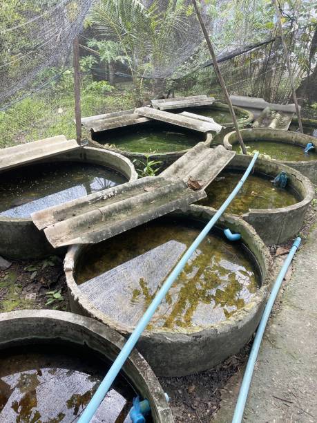 istock betta fish farm in country Chachoengsao at Thailand 1356277837