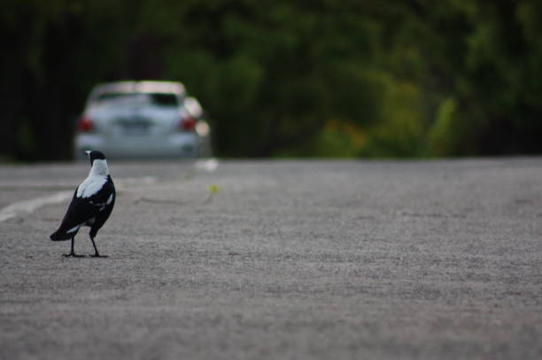 istock Australian Magpie Alone on Road 1356286244