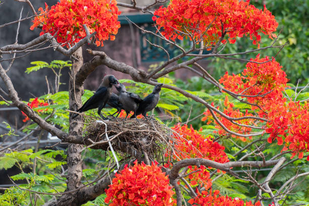 House crow feeding baby crows Mother House crow (Corvus splendens) bird feeding baby and juvenile birds in the nest. Known as the Indian, greynecked, Ceylon or Colombo crow is a common bird of the crow family. Asian origin bird. crows nest stock pictures, royalty-free photos & images
