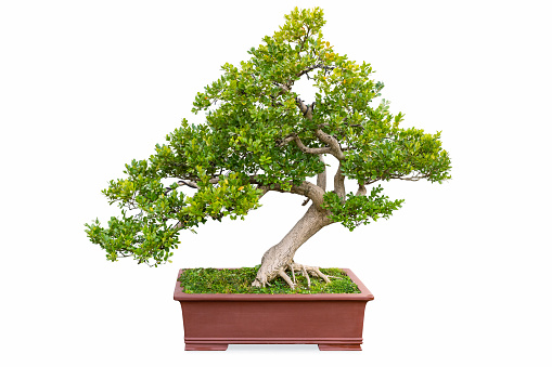 bonsai in sunlight against a chinese garden wall