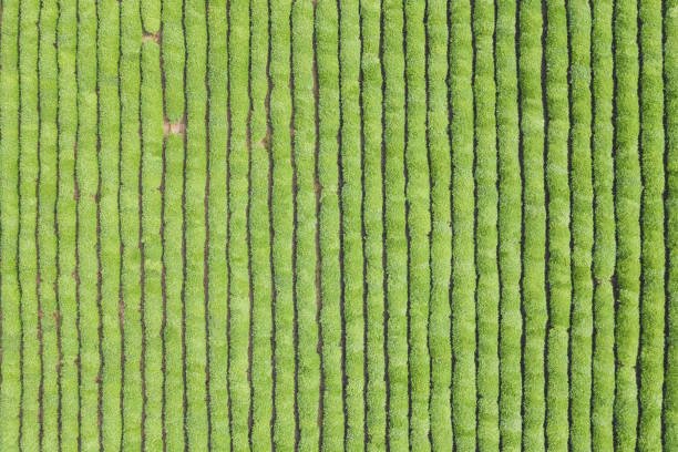 istock tea plantation closeup 1356287410