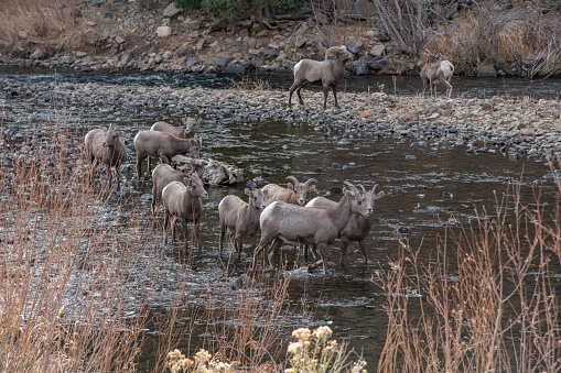 Three Big Horn sheep on rock crossing river in canyon in Colorado near Denver in western USA.