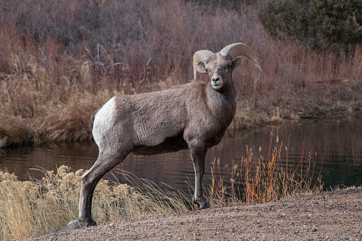 Big Horn sheep standing/looking after crossing river in canyon in Colorado near Denver in western USA.