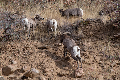 Big Horn sheep (large ram) following ewe after crossing river in canyon in Colorado near Denver in western USA.