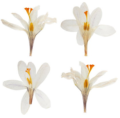 Pressed and dried flower white crocus (saffron). Isolated on white background. For use in scrapbooking, floristry or herbarium