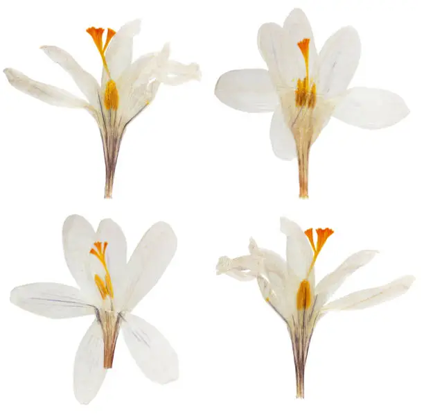 Pressed and dried flower white crocus (saffron). Isolated on white background. For use in scrapbooking, floristry or herbarium.